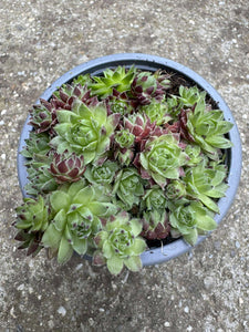 Sempervivum