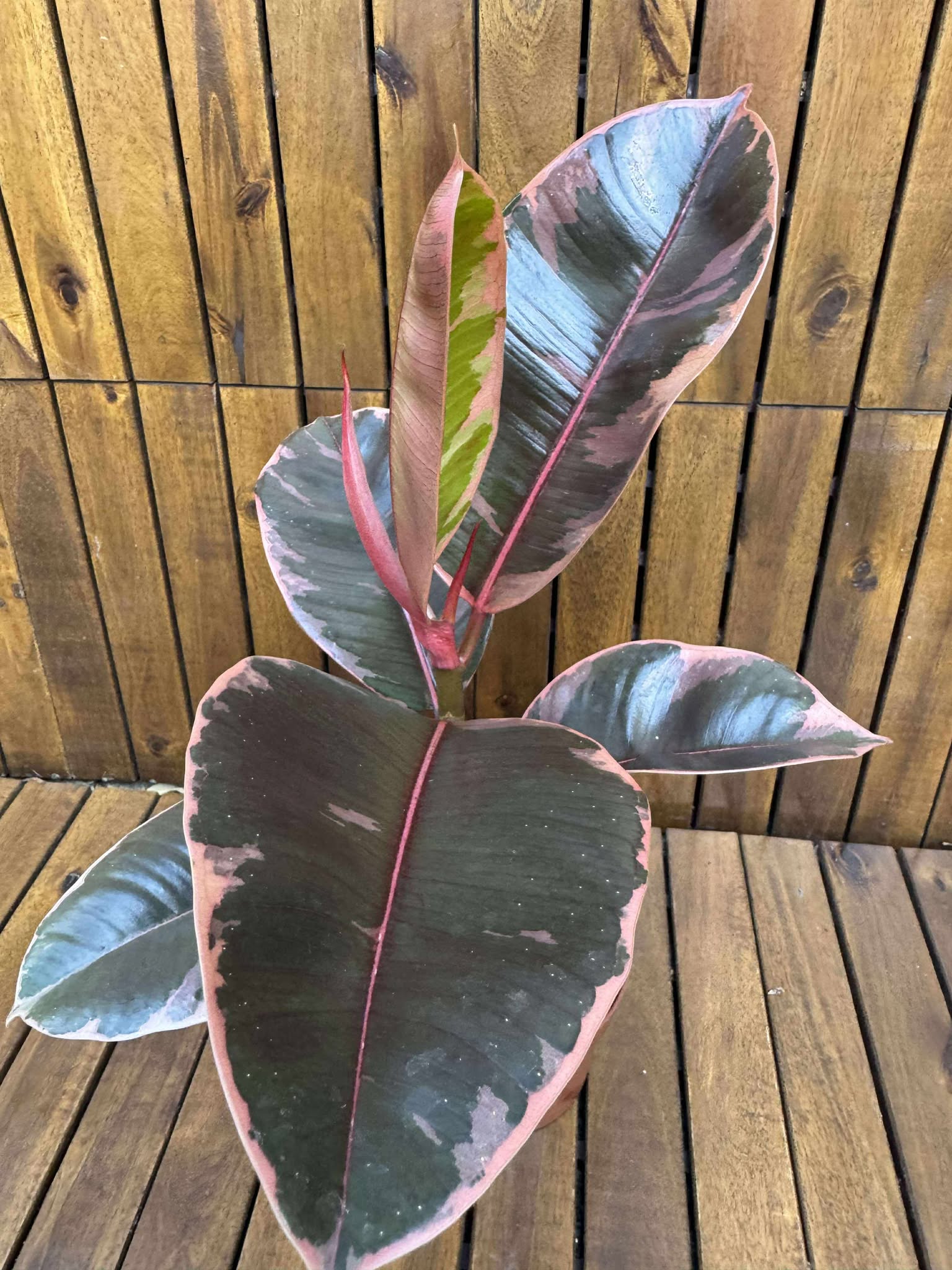 Ficus Ruby D12