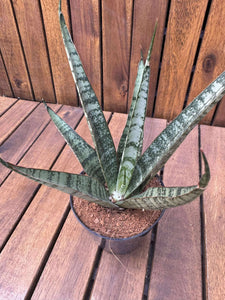 Sansevieria