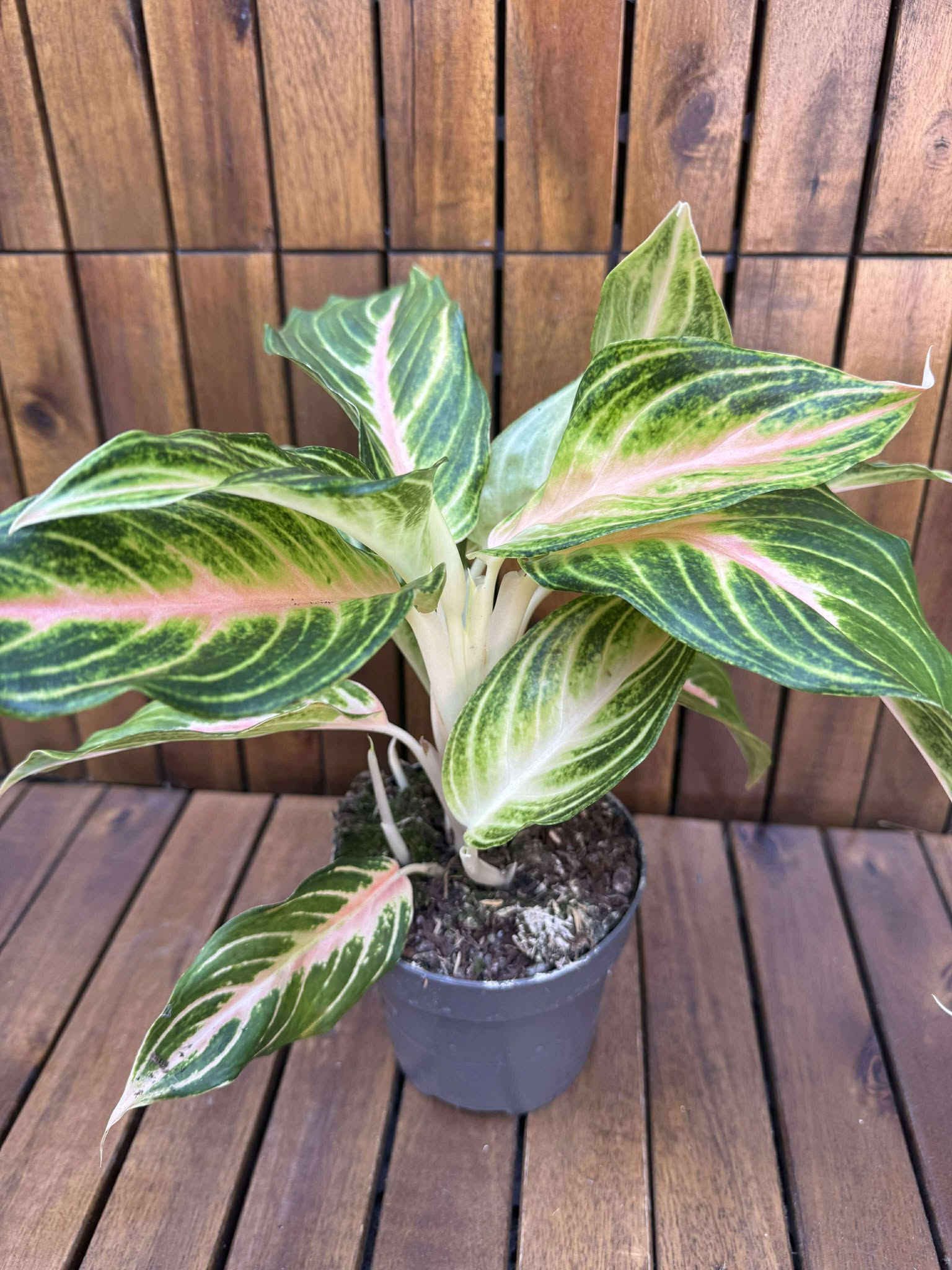 Aglaonema Eyecatcher