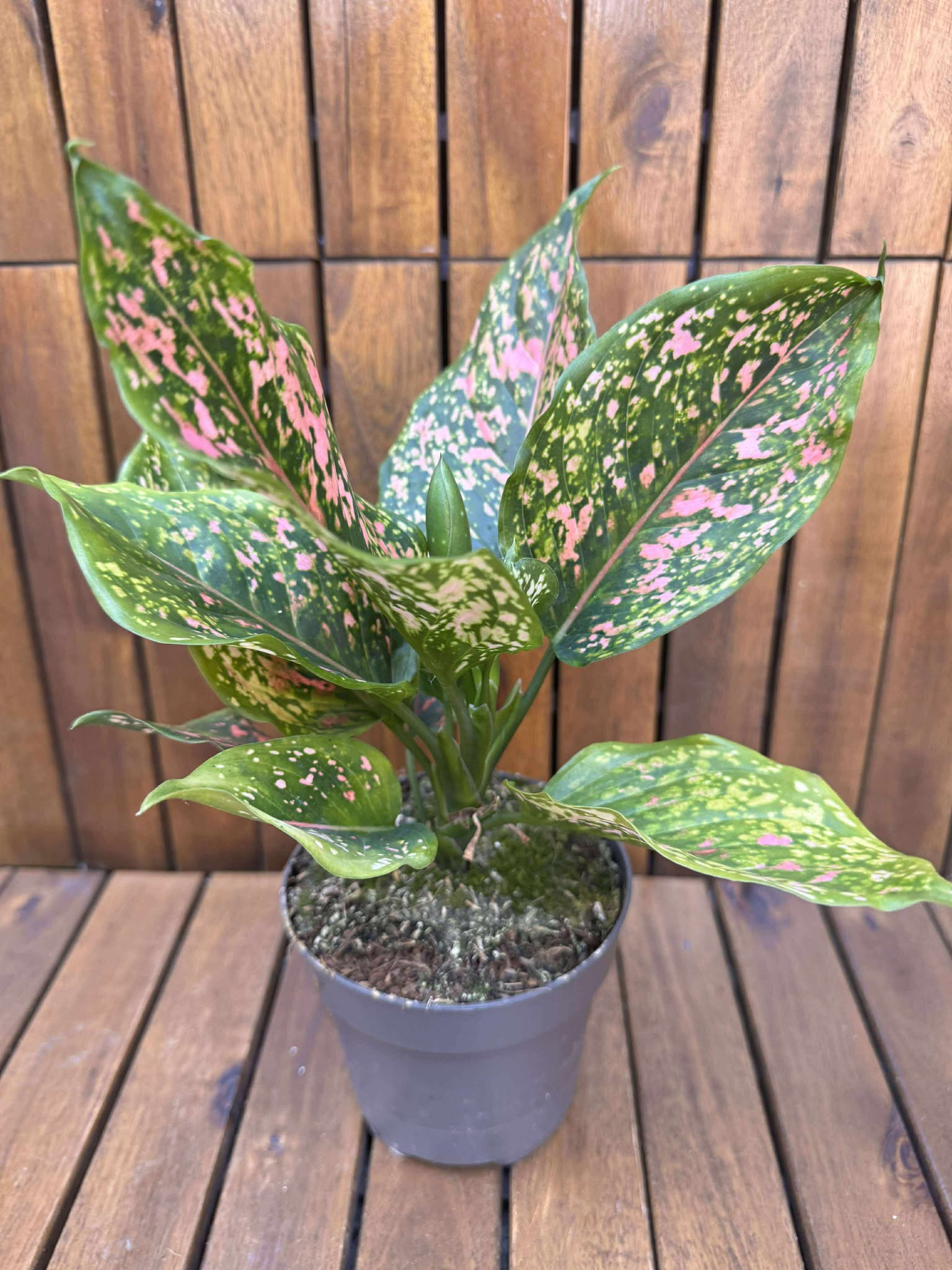 Aglaonema