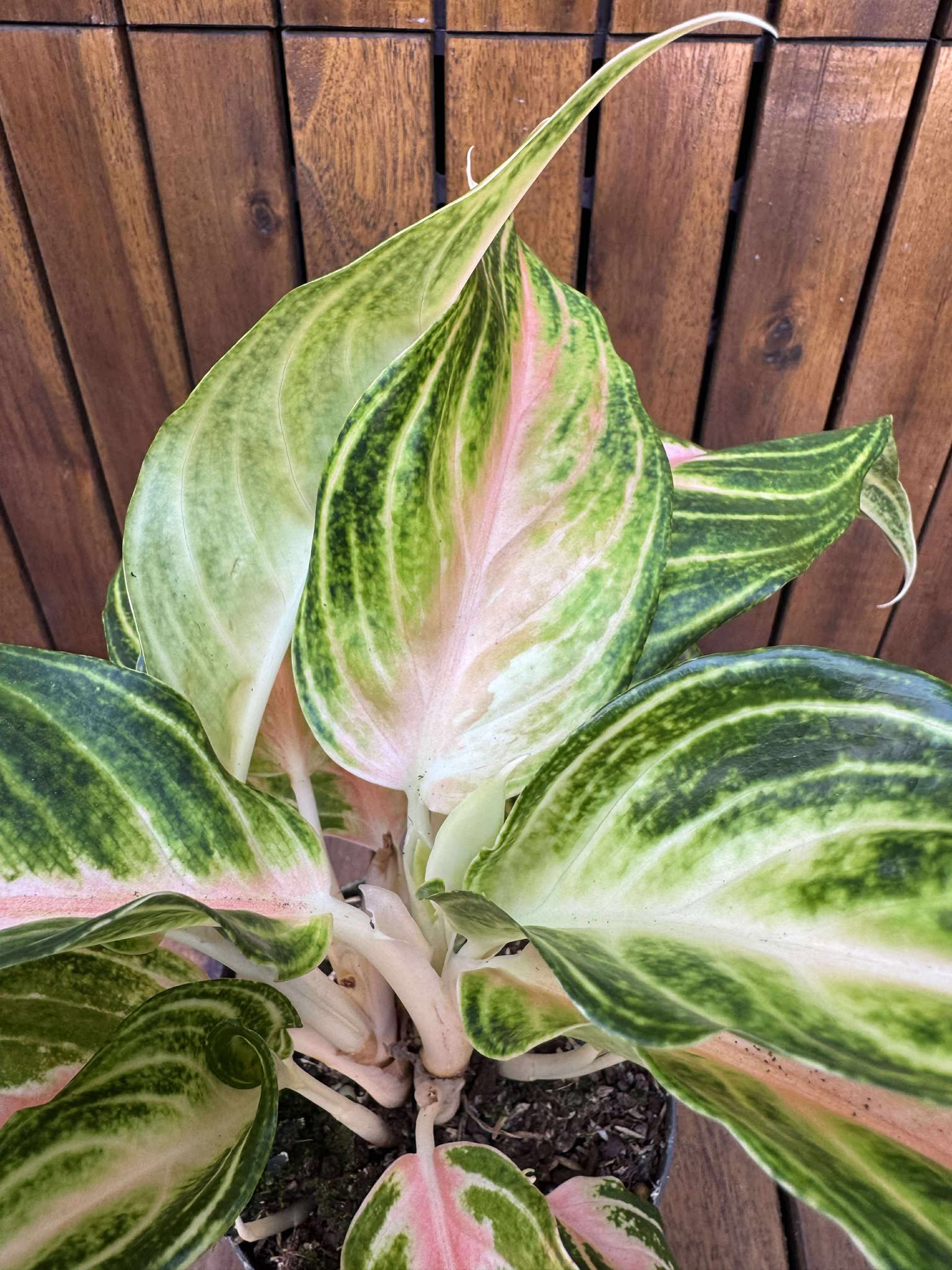 Aglaonema Eyecatcher