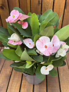 Euphorbia Milli Charlotte
