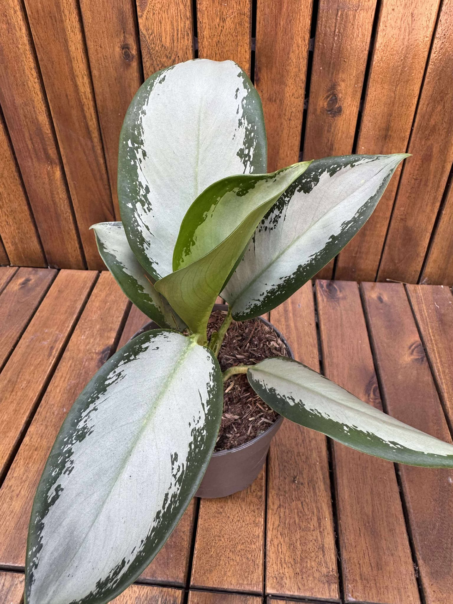 Aglaonema Silver Blue