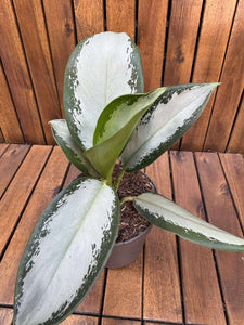 Aglaonema Silver Blue