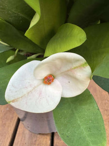 Euphorbia Milli Charlotte