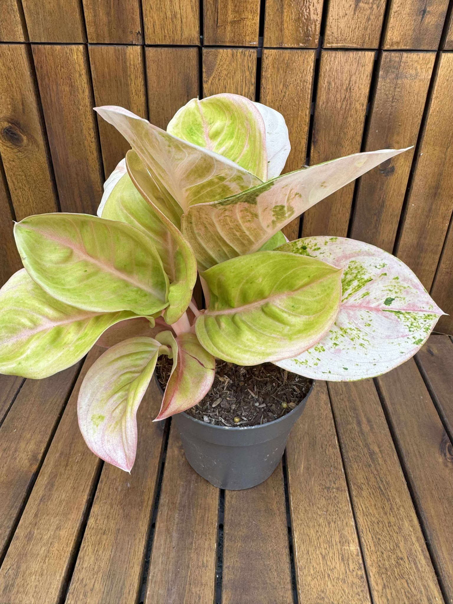Aglaonema Pink Emerald