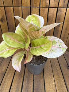 Aglaonema Pink Emerald