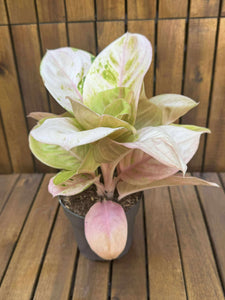 Aglaonema Pink Emerald