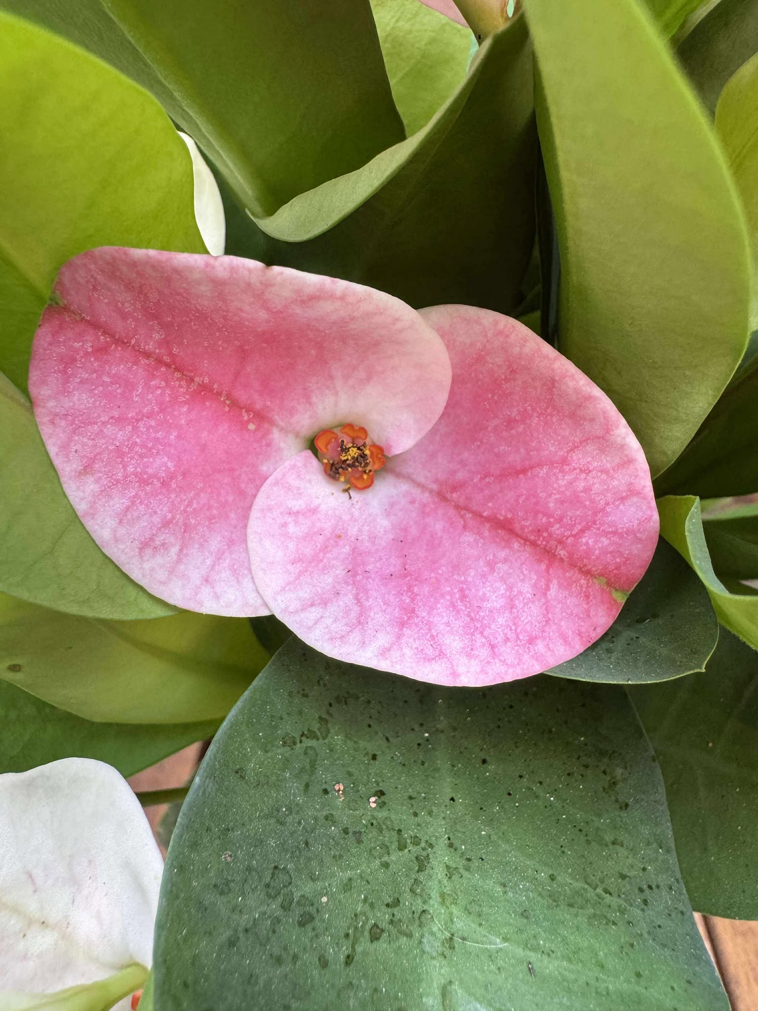 Euphorbia Milli Charlotte