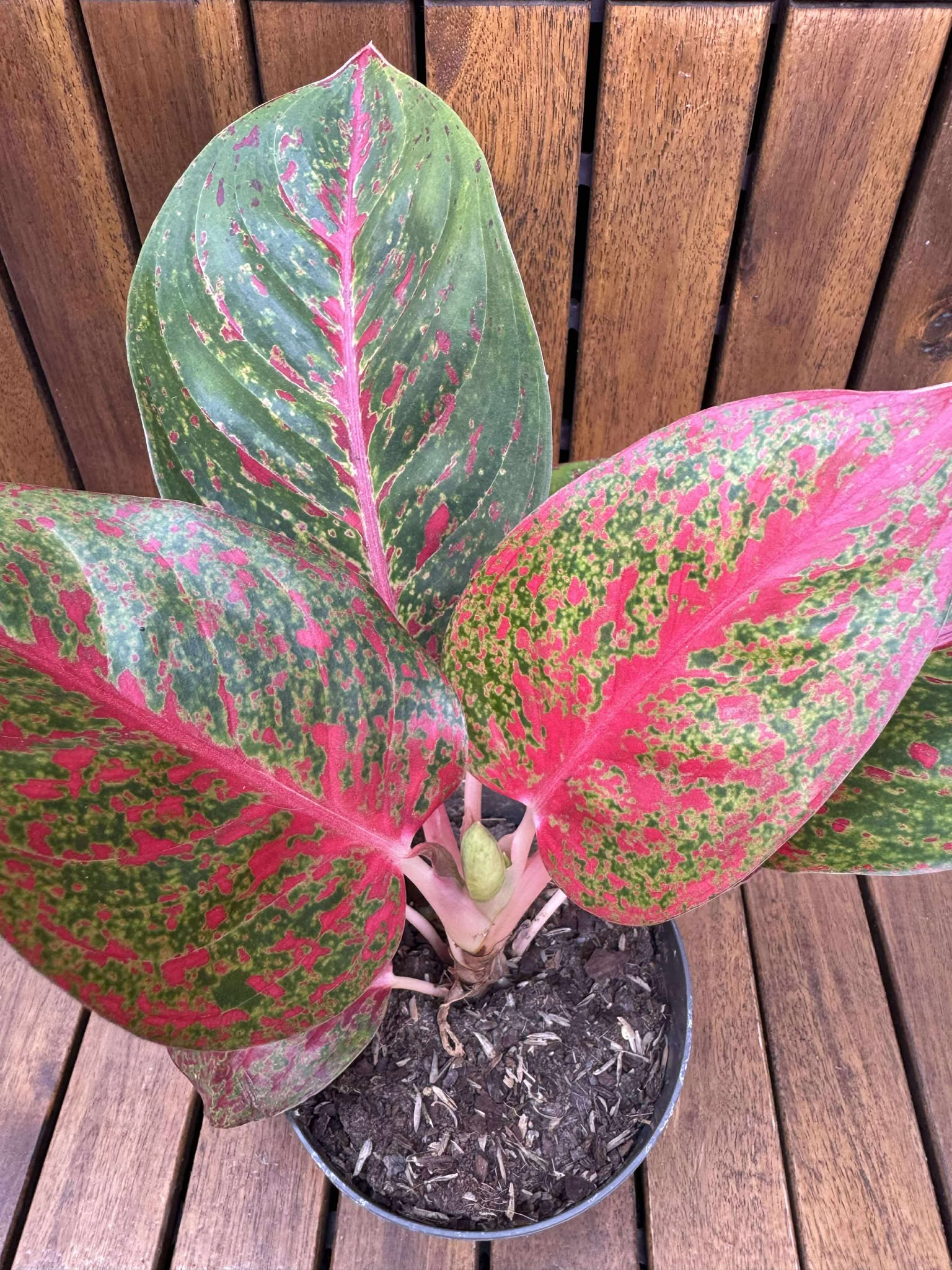 Aglaonema