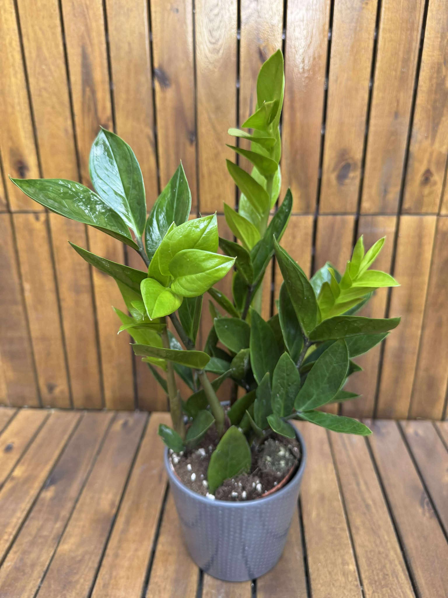 Zamioculcas