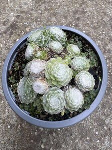 Sempervivum