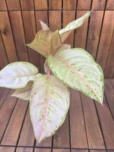 Aglaonema Charteuse