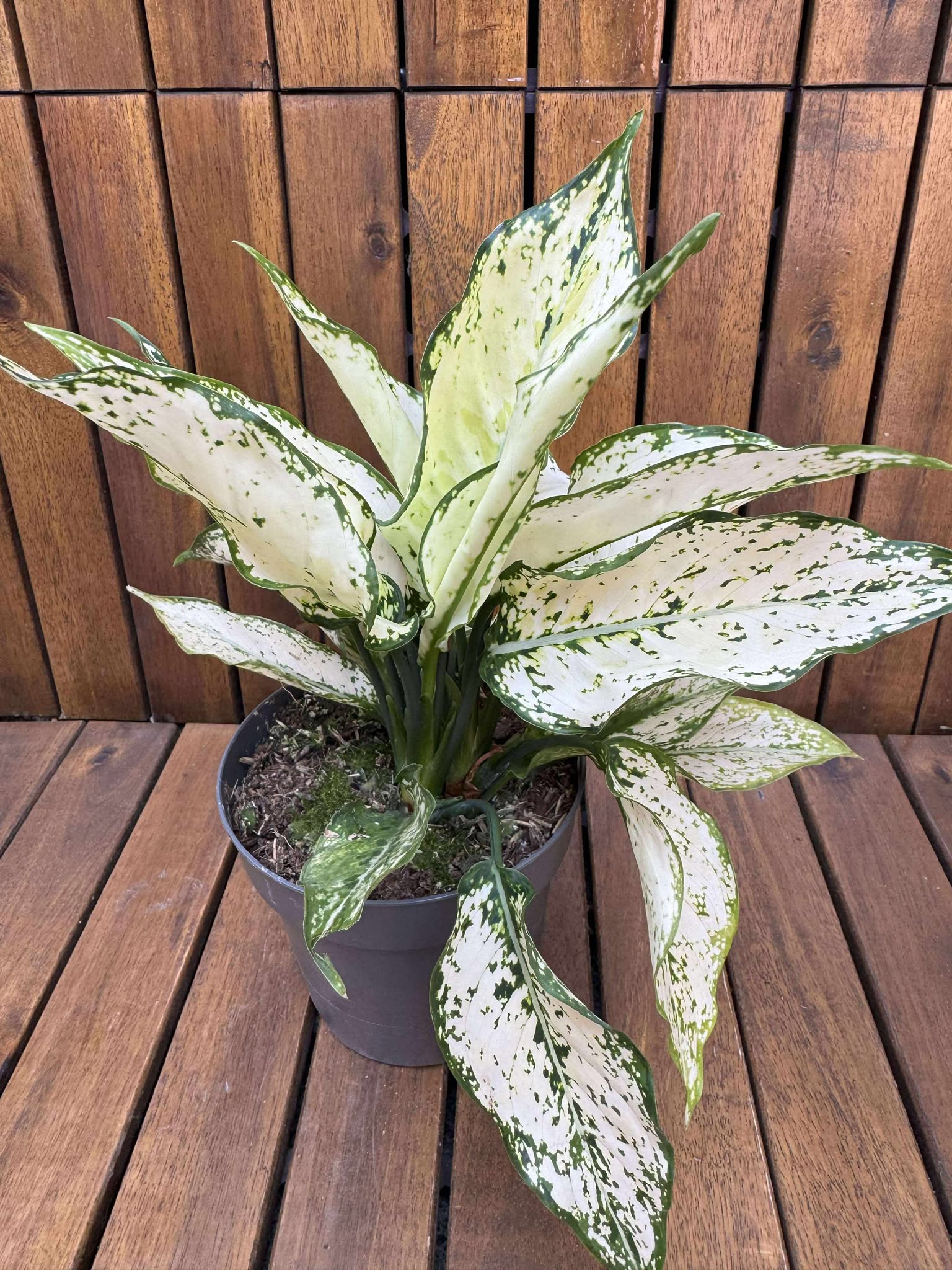 Aglaonema Snow White