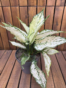 Aglaonema Snow White