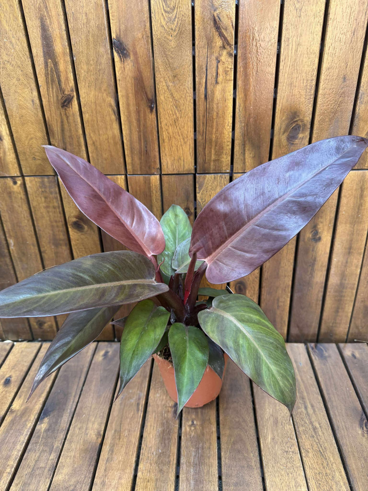 Philodendron McColley's Finale
