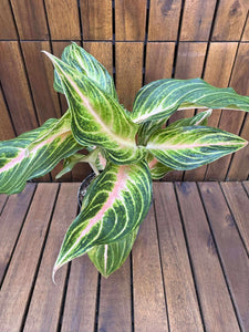 Aglaonema Eyecatcher
