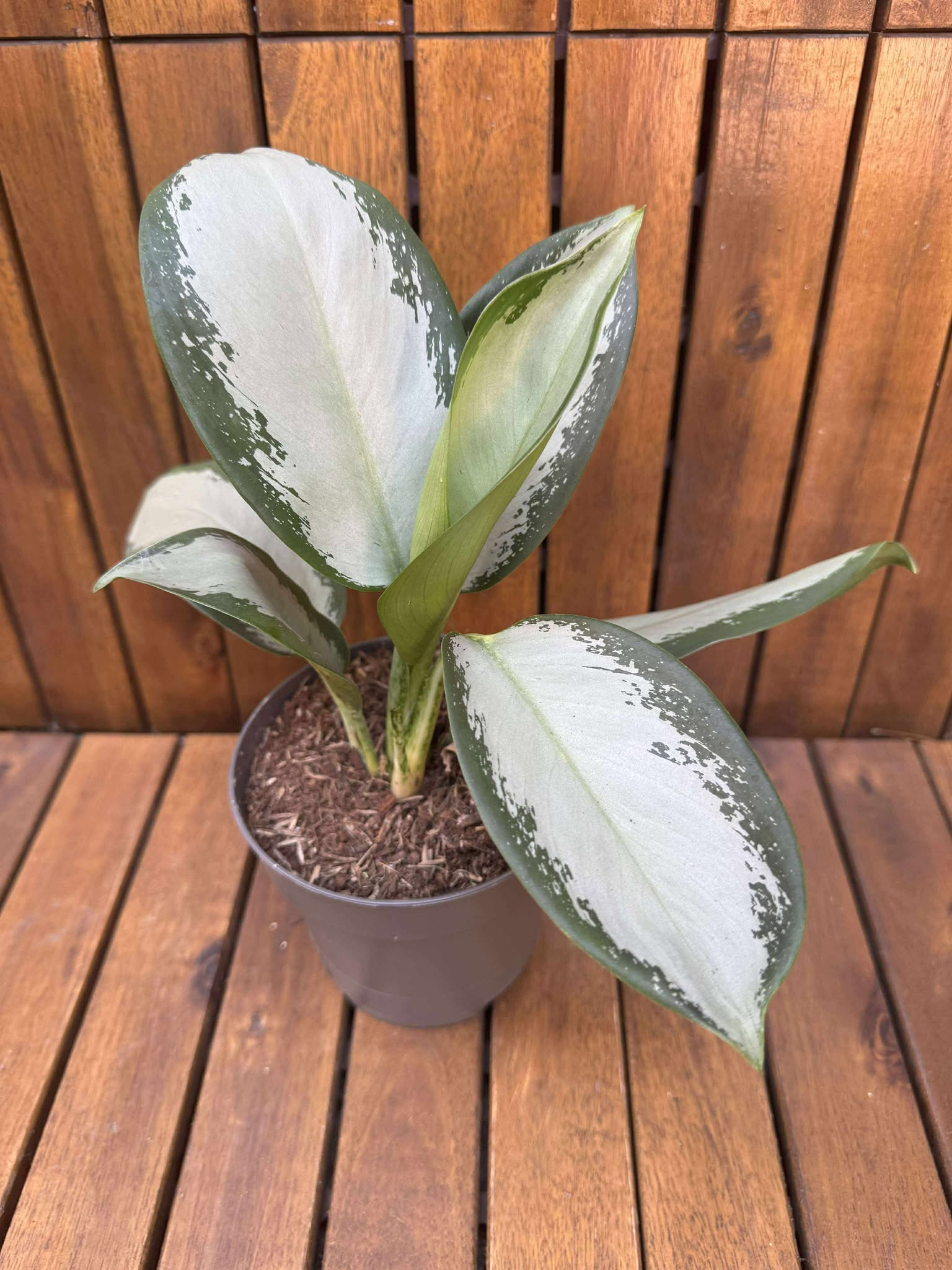 Aglaonema Silver Blue