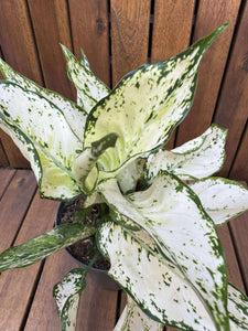 Aglaonema Snow White
