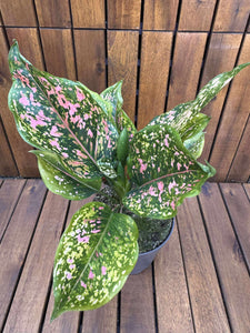 Aglaonema