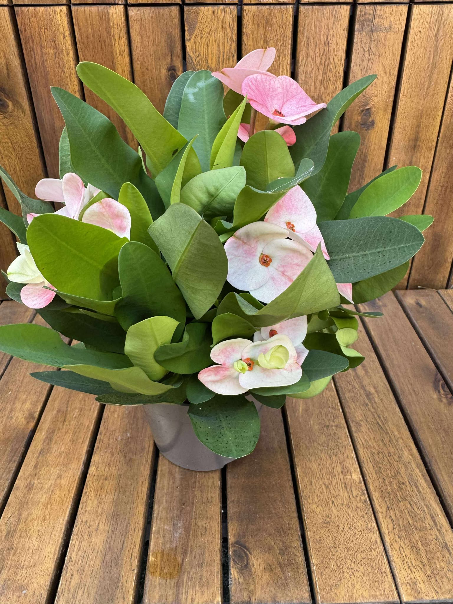 Euphorbia Milli Charlotte