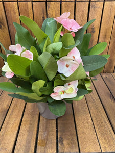 Euphorbia Milli Charlotte