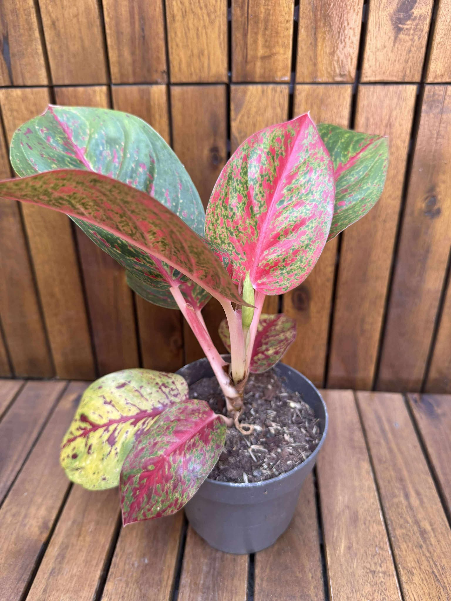 Aglaonema
