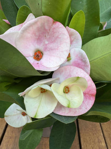 Euphorbia Milli Charlotte