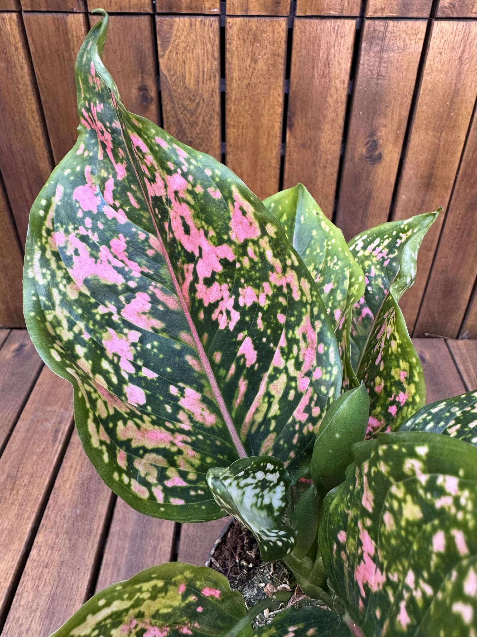 Aglaonema