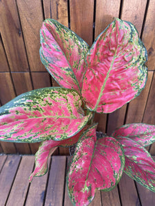 Aglaonema Red KIng