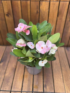 Euphorbia Milli Charlotte