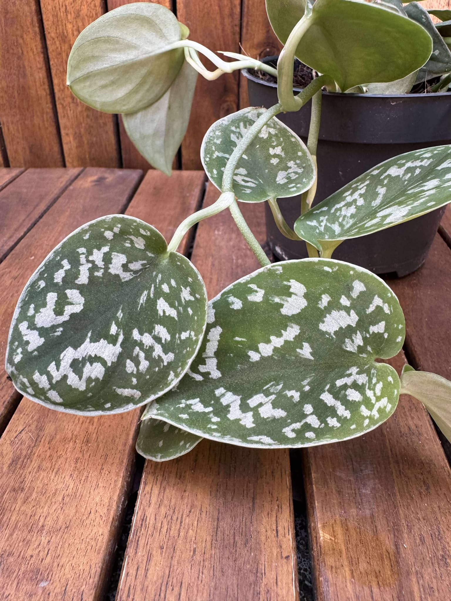 Scindapsus Trebbie