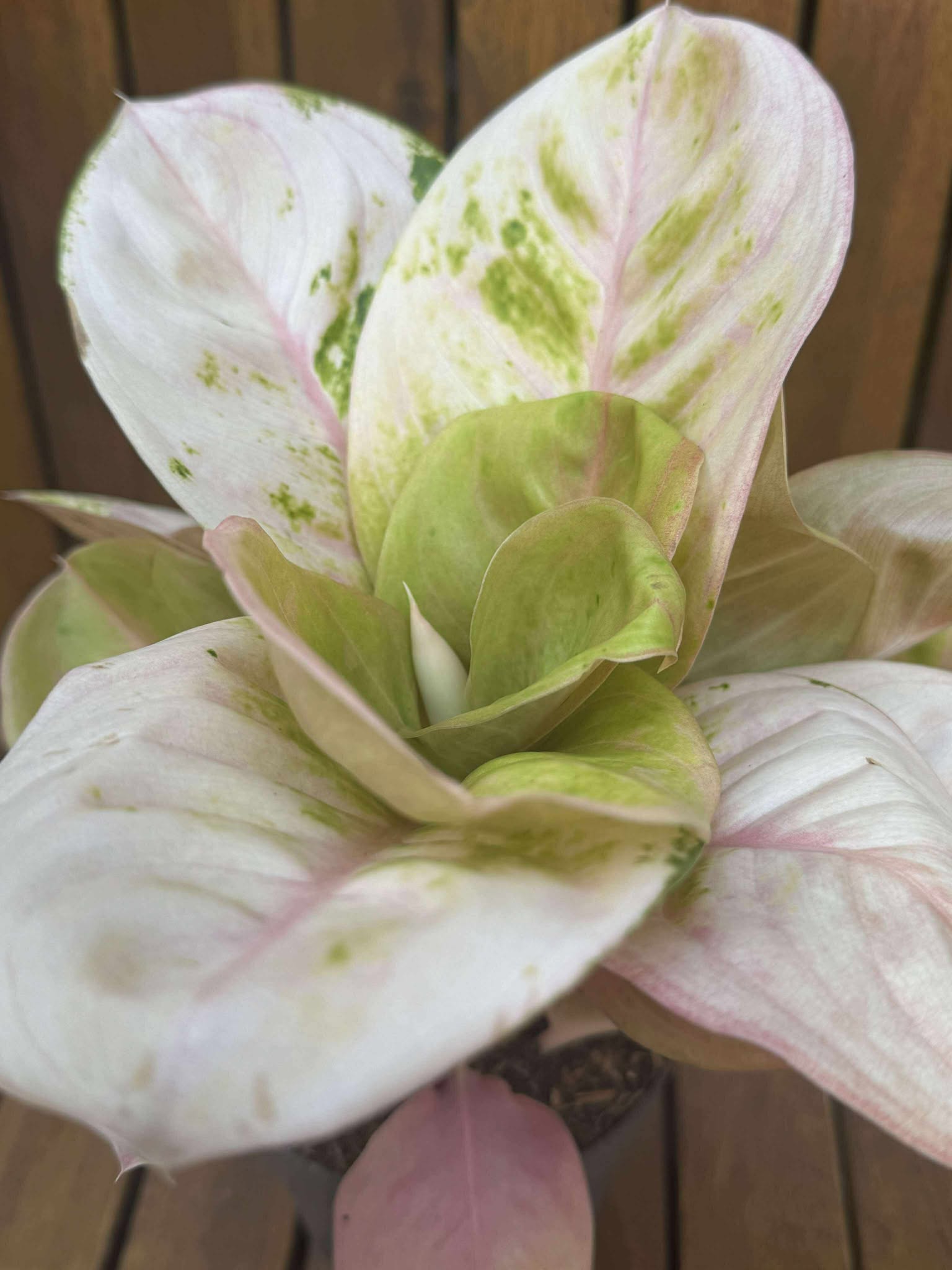 Aglaonema Pink Emerald