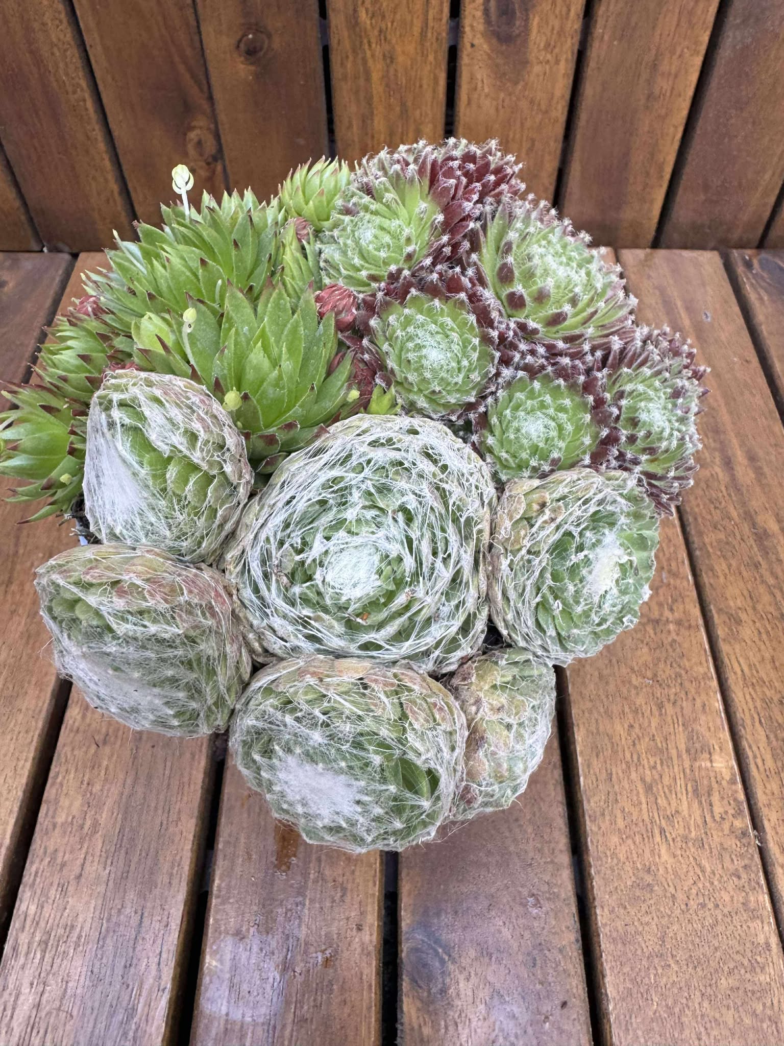 Sempervivum Trio Mix