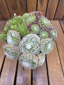 Sempervivum Trio Mix