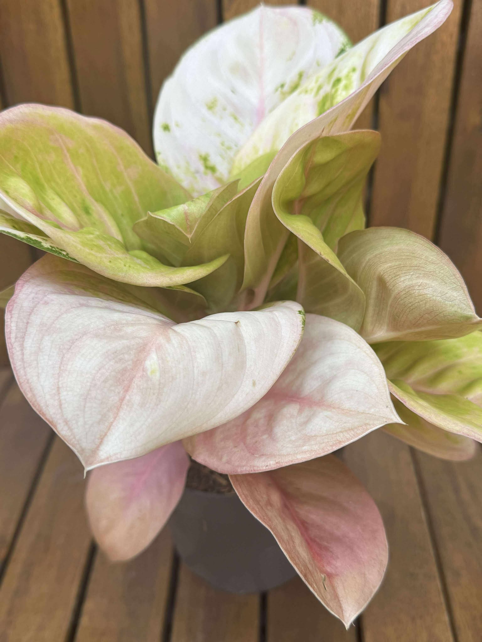 Aglaonema Pink Emerald