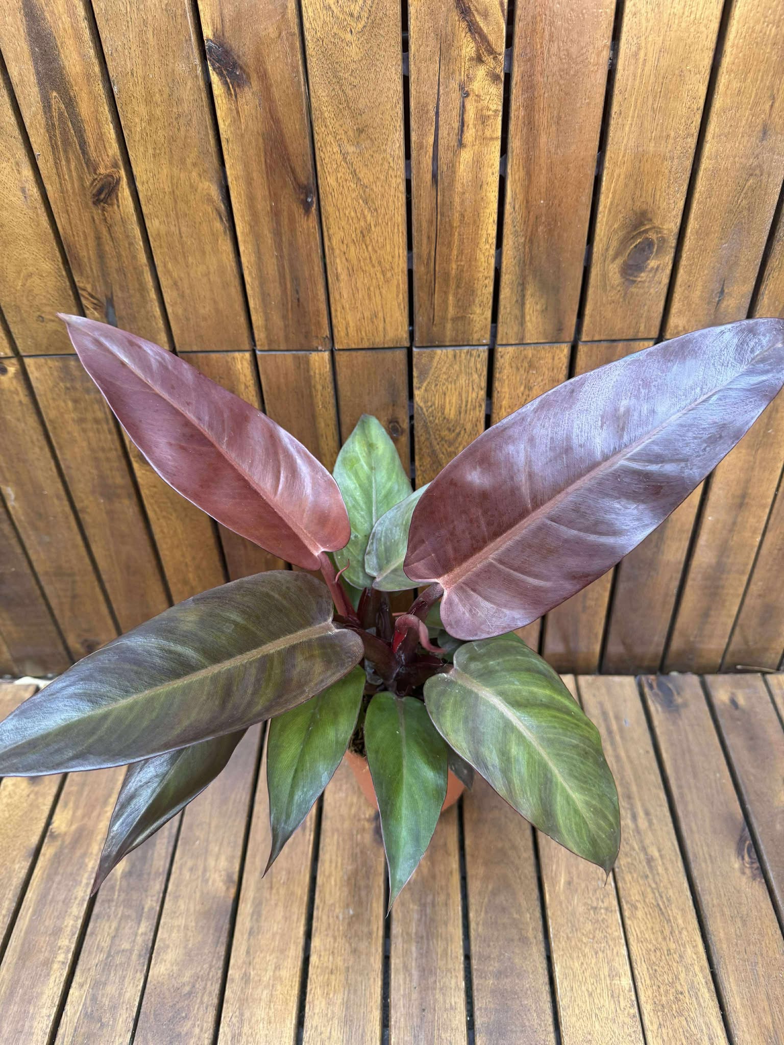 Philodendron McColley's Finale