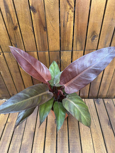 Philodendron McColley's Finale