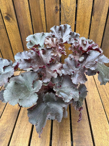 Heuchera Binoche
