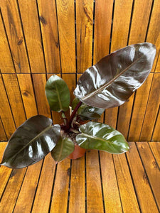 Philodendron Black Cardinal