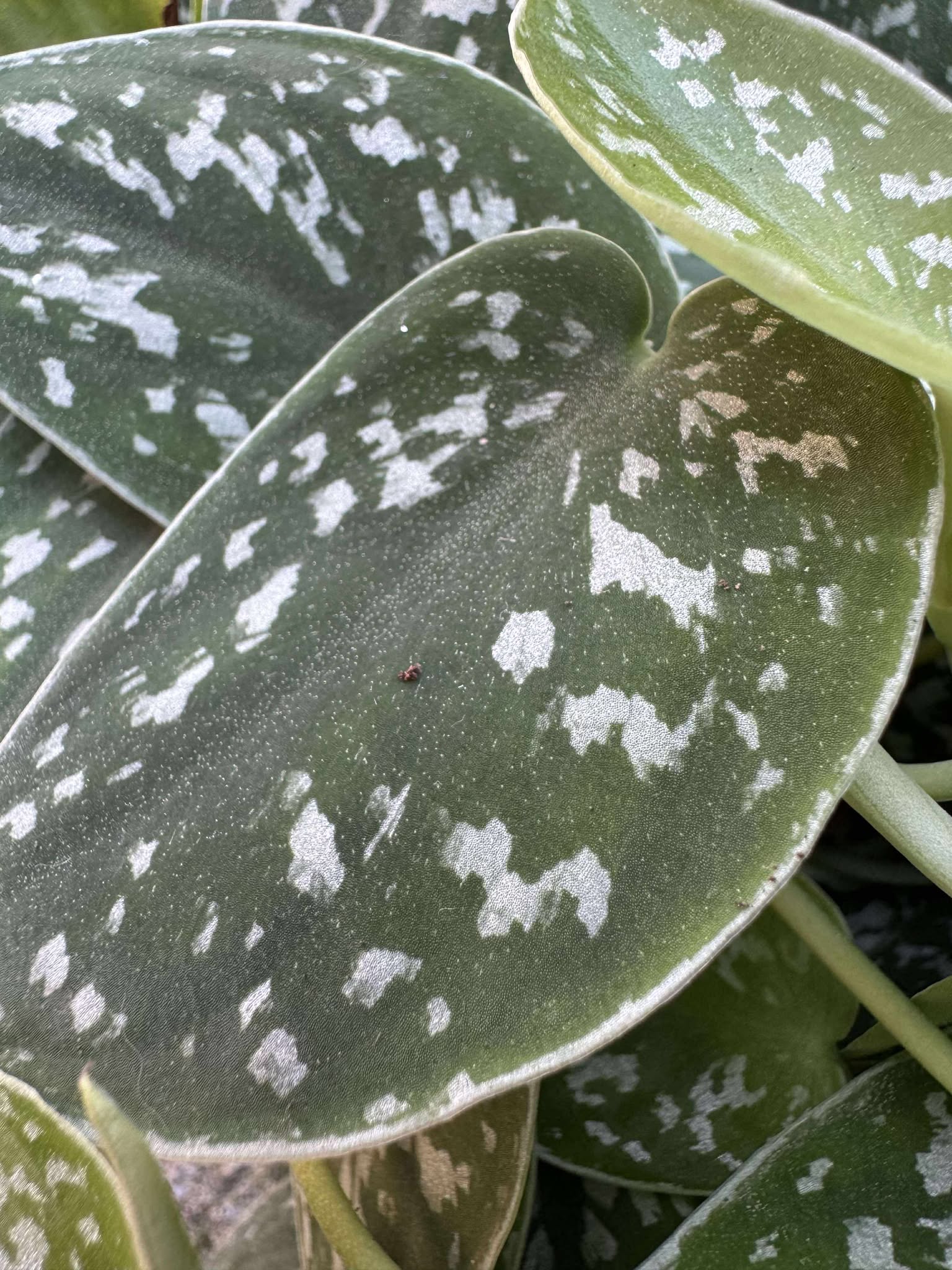 Scindapsus Trebbie