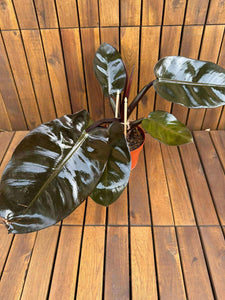 Philodendron Black Cardinal