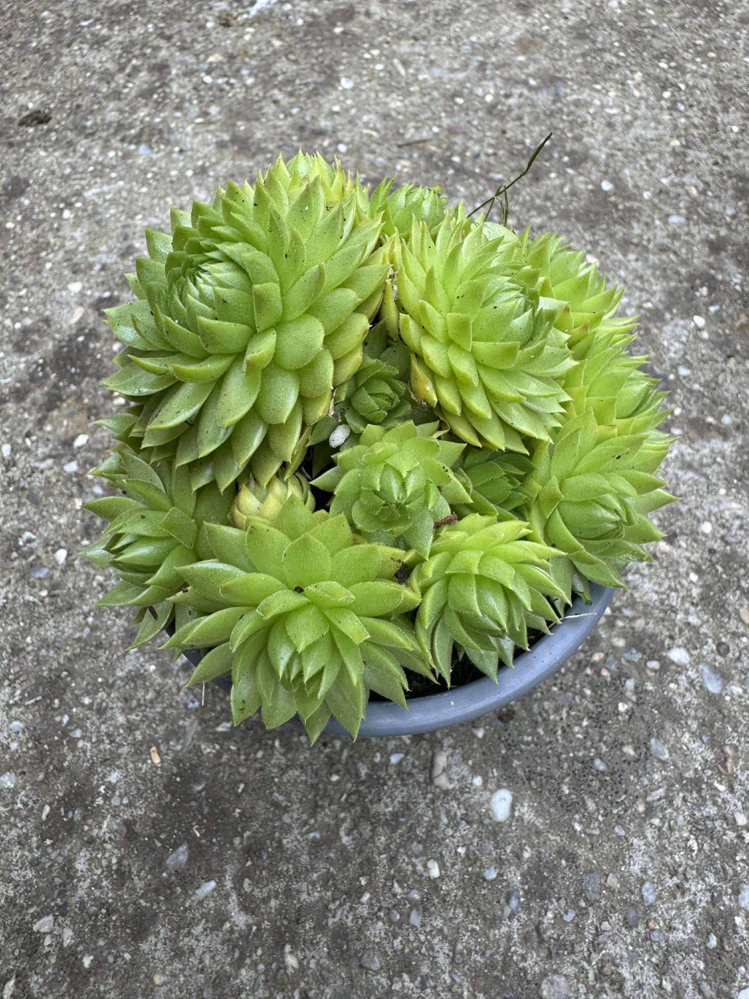 Sempervivum