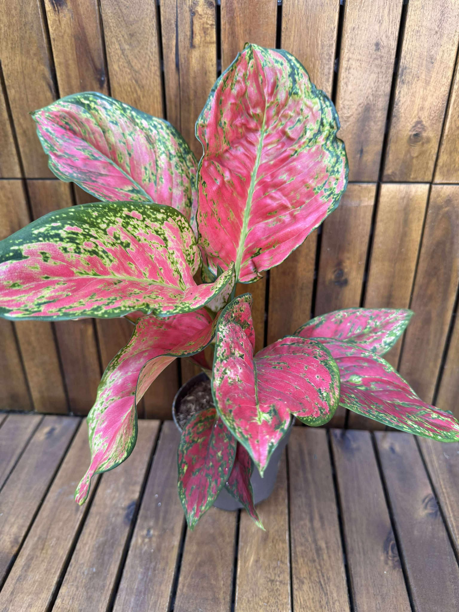 Aglaonema Red KIng