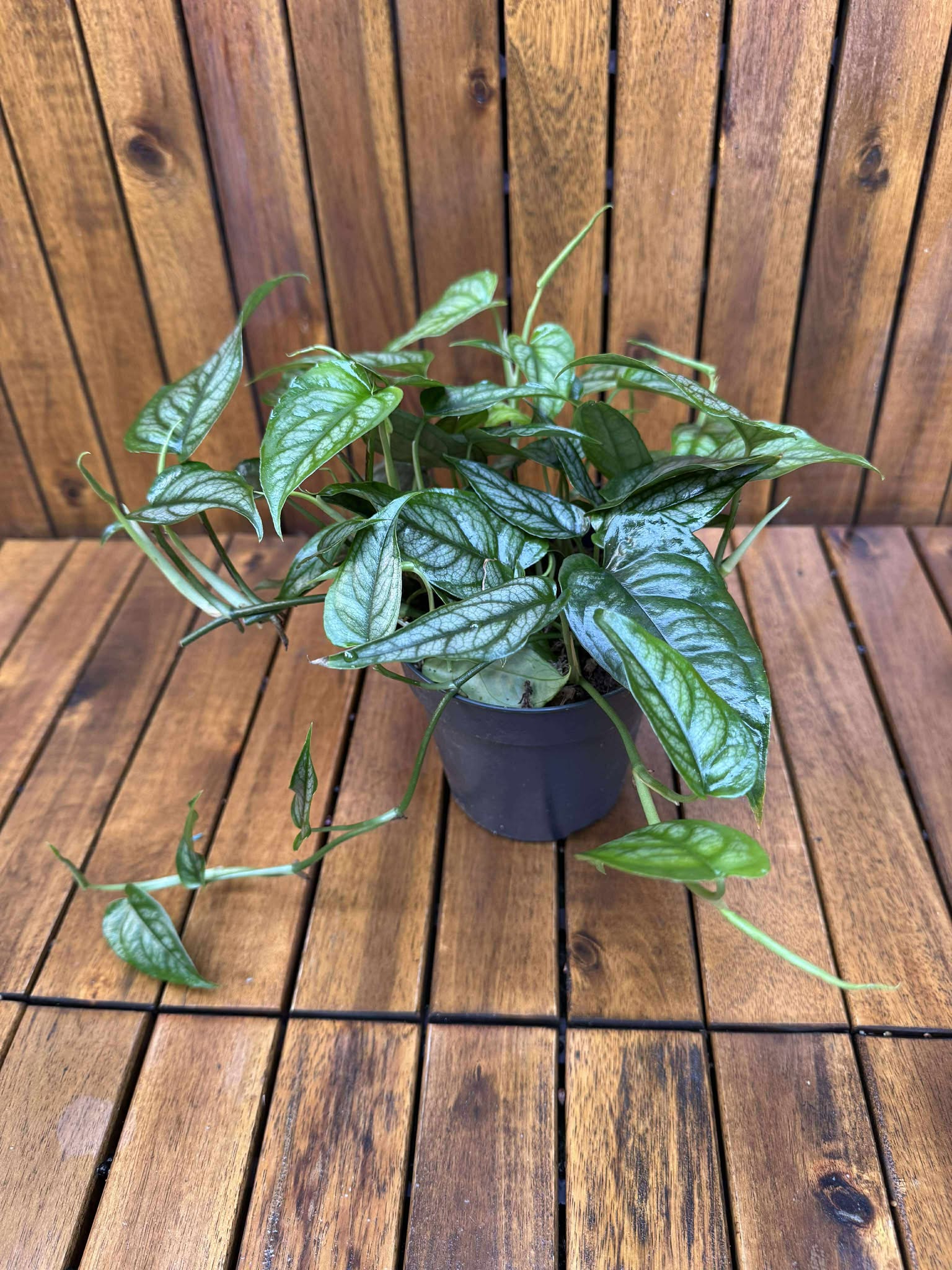 Monstera Siltpecana