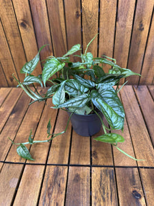 Monstera Siltpecana