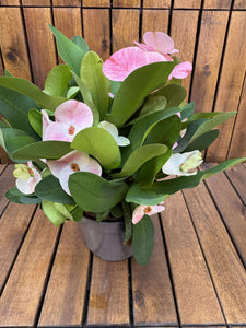 Euphorbia Milli Charlotte