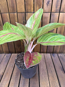 Aglaonema Golden Fluorite