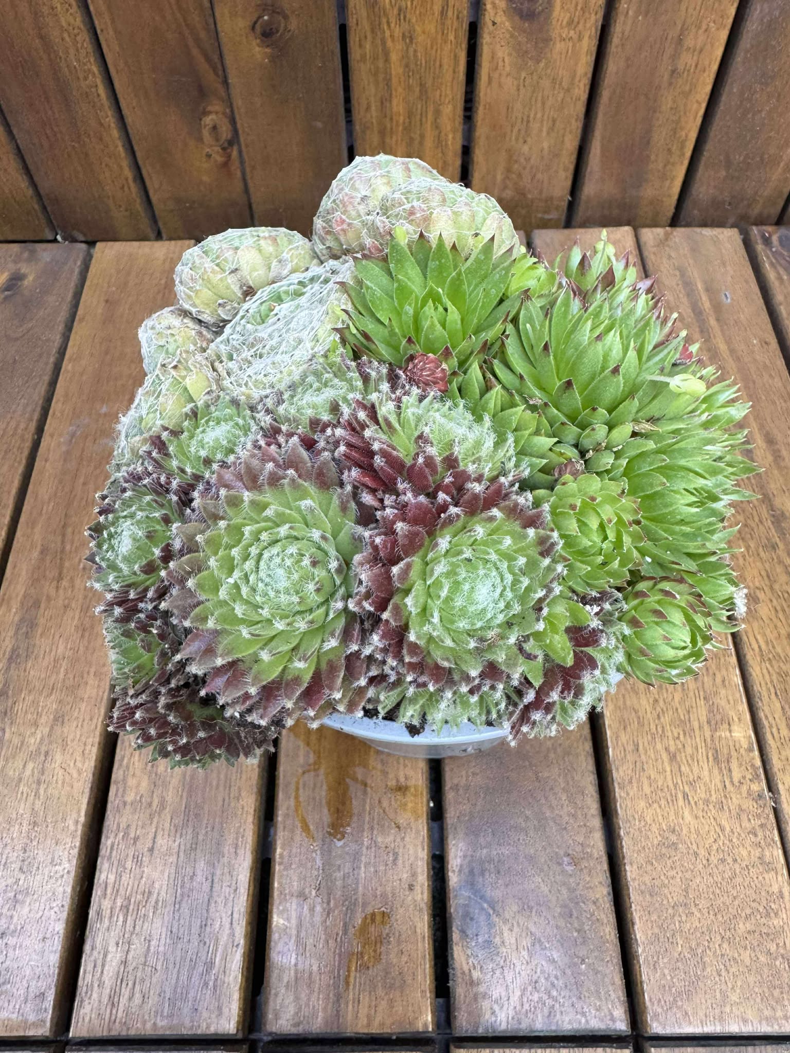 Sempervivum Trio Mix
